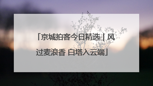 京城拍客今日精选｜风过麦浪香 白塔入云端